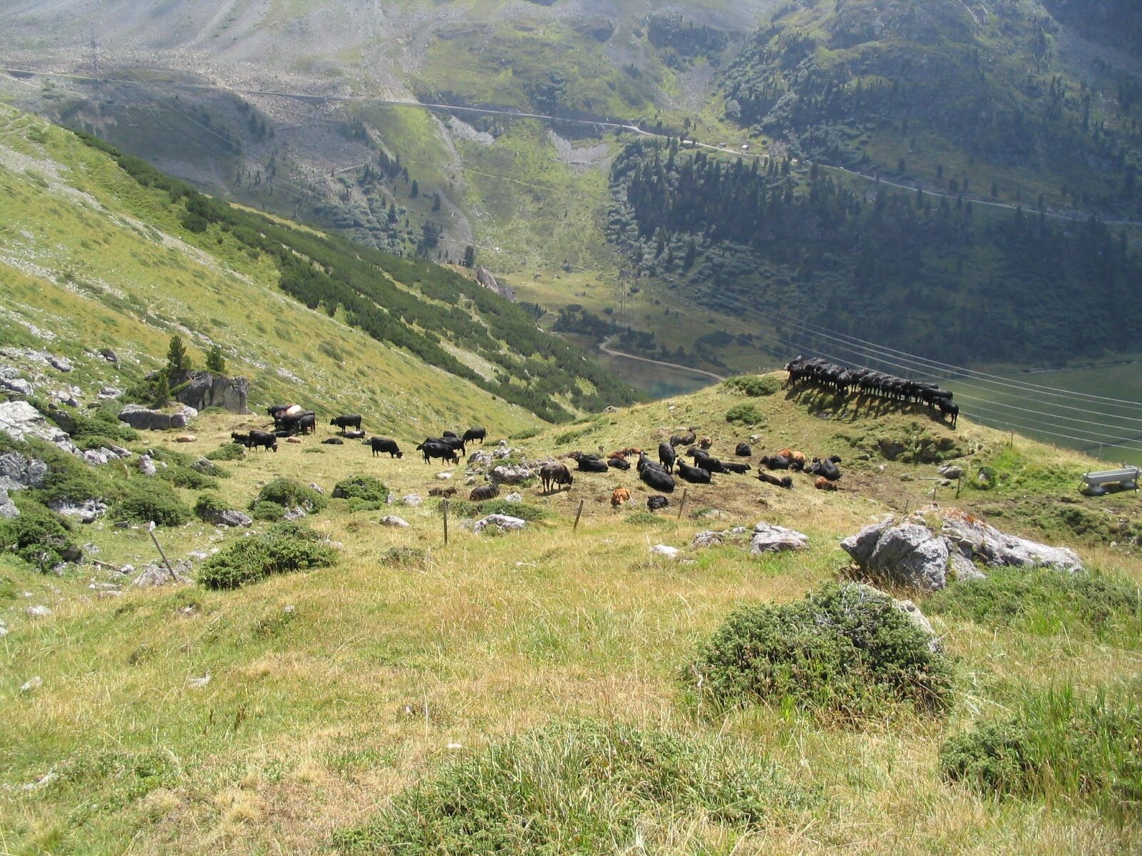 Angus cattle cooling off on a hot summer day.