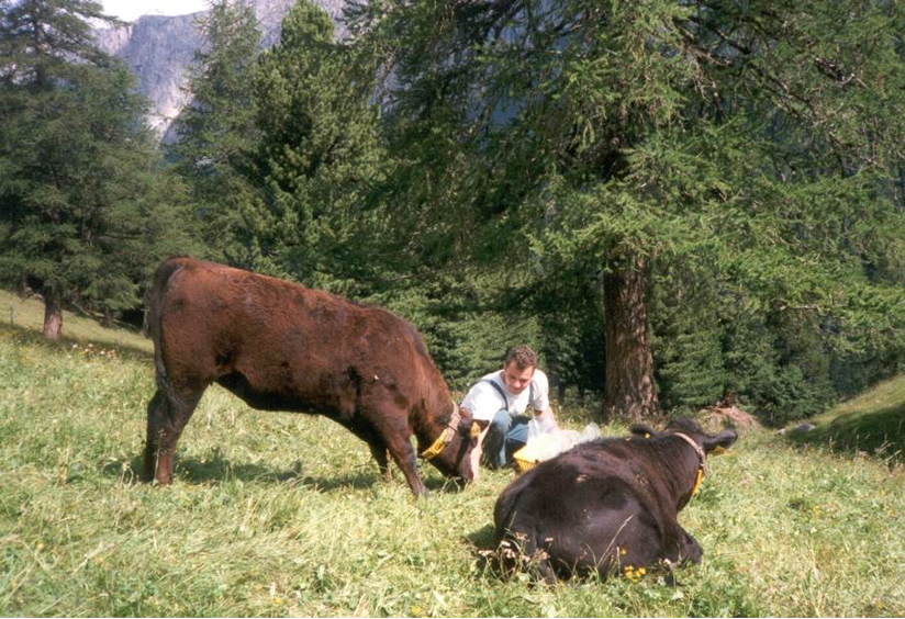 Die Futteraufnahme der Kälber der Mutterkühe muss durch den Doktorierenden simuliert werden, 1999.